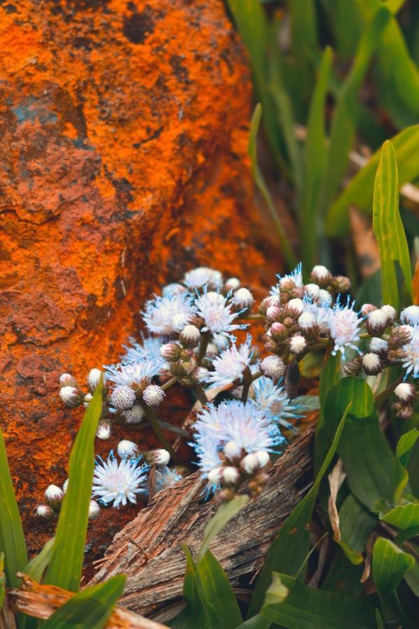 Pousada Flor De Lotus Dos Canyons Praia Grande  Buitenkant foto